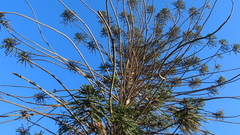 Araucaria