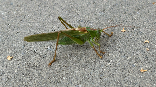 Great Green Bush-cricket