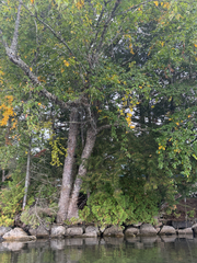 Betula alleghaniensis