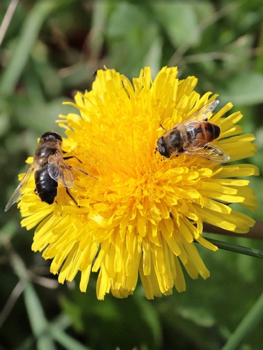 Common Drone Fly