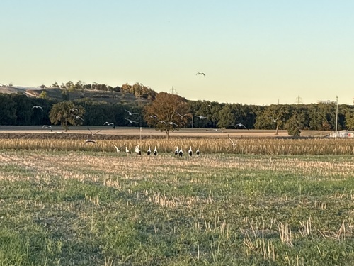 European White Stork