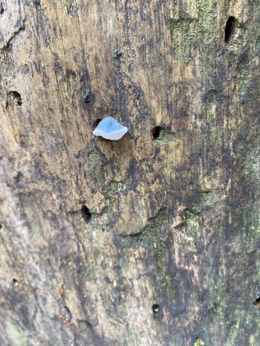 Blue Cheese Polypore