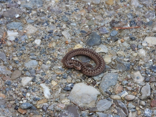 Adder