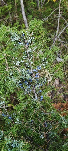 common juniper