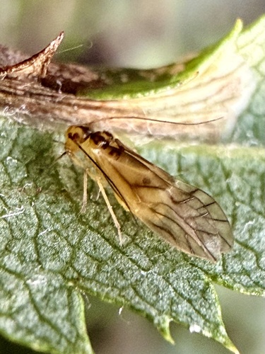 yellow barklouse