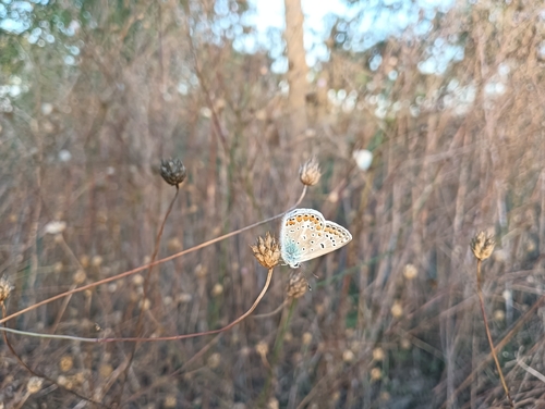 Common Blue