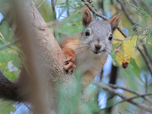 Eurasian Red Squirrel