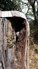 Cyclodomorphus gerrardii