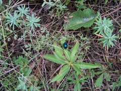 Chrysochus asclepiadeus