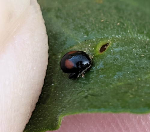 Chinese Privet Leaf Beetle