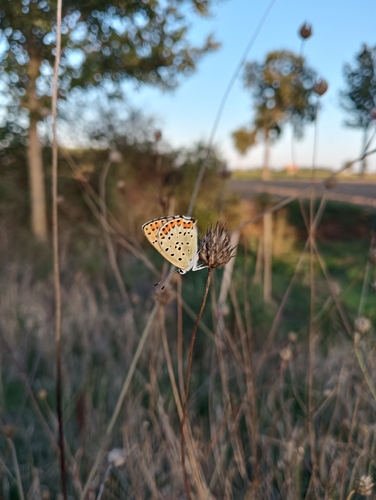 Sooty Copper