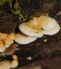 Pseudomerulius
