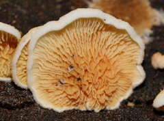 Pseudomerulius