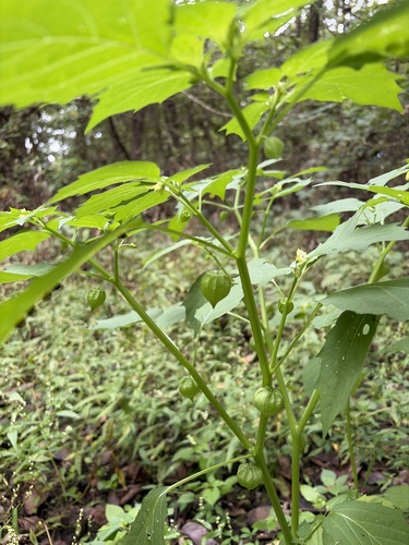 cutleaf groundcherry