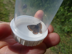 Aricia agestis