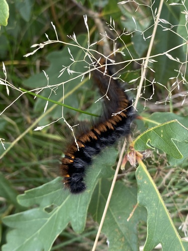 Fox Moth