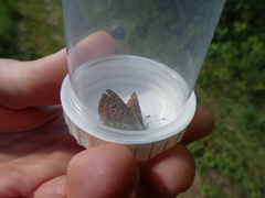 Aricia agestis