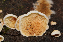 Pseudomerulius