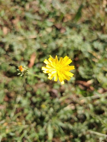 Hawkweed Oxtongue