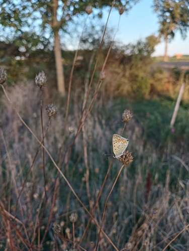 Sooty Copper