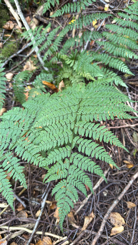 intermediate wood fern