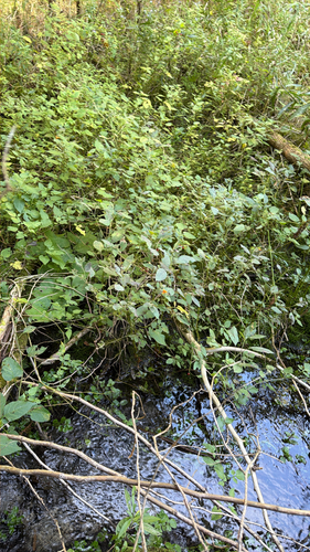 common jewelweed