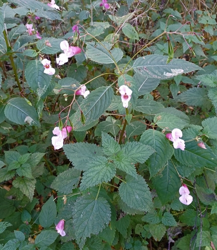 Himalayan balsam