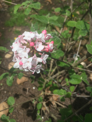 Viburnum × burkwoodii