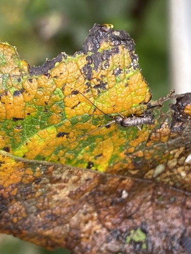 Pogonognathellus longicornis