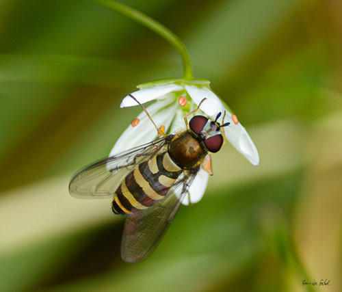 Parasyrphus lineolus