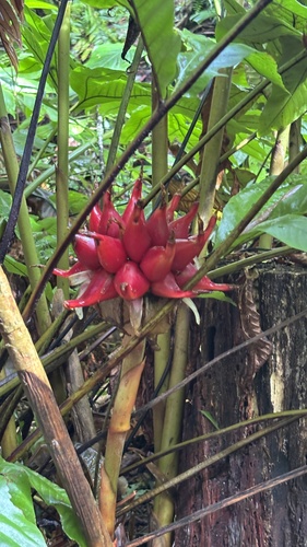 Etlingera venusta, 2026-09-22