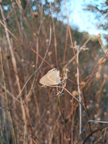 Pea Blue