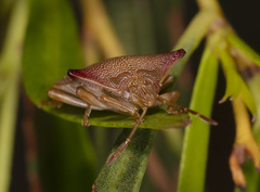 Hiarchas angularis