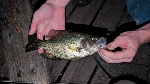 Black Crappie