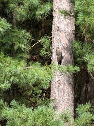 Northern Flicker