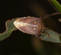 Hiarchas angularis