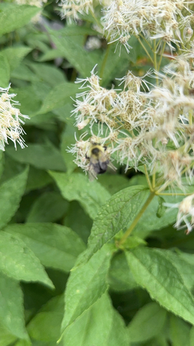 Common Eastern Bumble Bee