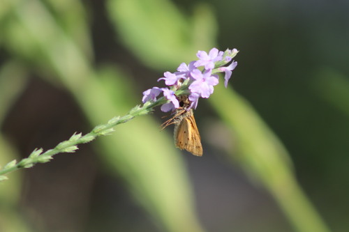 Fiery Skipper