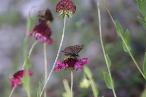 Horace's Duskywing