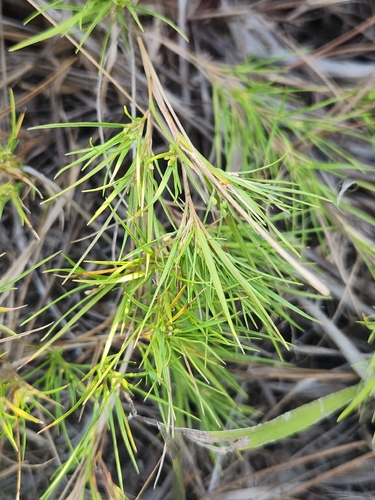 Dichanthelium aciculare, 2026-09-15
