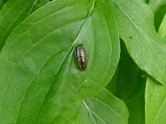 Ectobius lapponicus