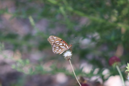 Gulf Fritillary