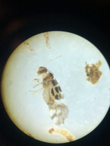 F-winged Barklouse