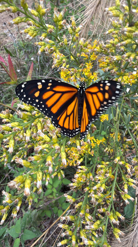 Monarch