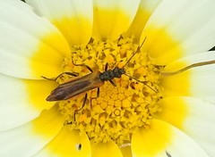 Oedemera simplex