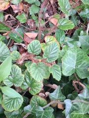 Rubus tricolor, photograph (c) Sabarni Sarker, some rights reserved (CC BY)