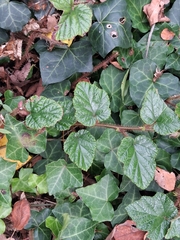 Rubus tricolor, photograph (c) Sabarni Sarker, some rights reserved (CC BY)
