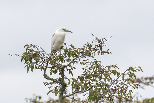 Little Blue Heron