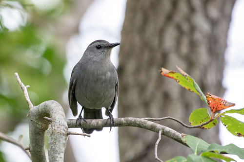 Gray Catbird