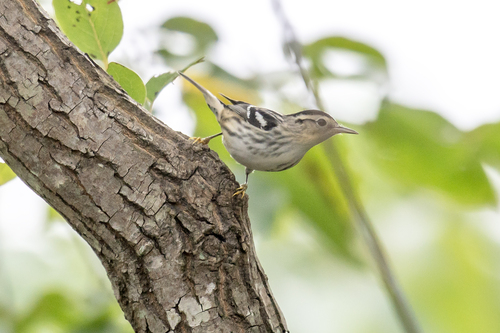 Black-and-white Warbler